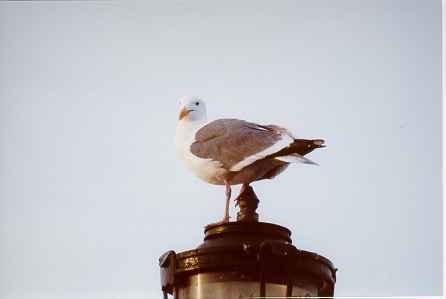 105.jpg, 5251 bytes, 08/07/00
